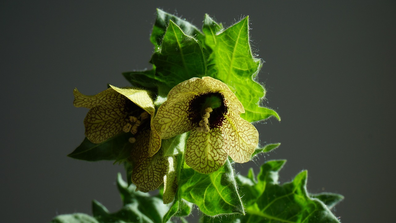 hyoscyamus niger, henbane, mental health, toxic, herbal, medicine, nature, gray health, gray medicine, hyoscyamus niger, hyoscyamus niger, hyoscyamus niger, henbane, henbane, henbane, henbane, henbane, mental health, mental health